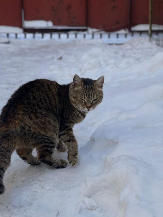 Кошка  трехцветная