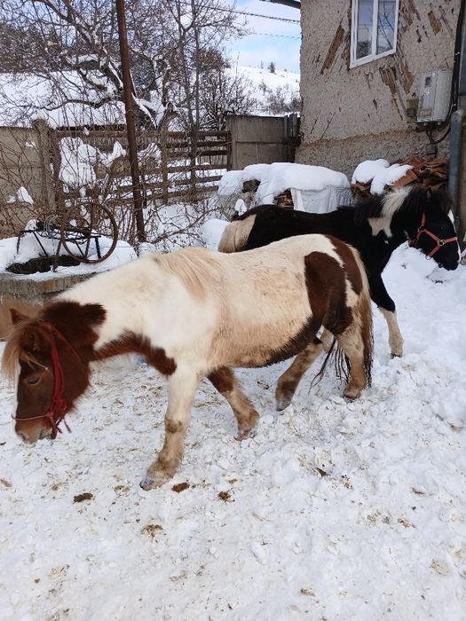 Iepe de ponei Pony , talie mare , tarcate , gestante