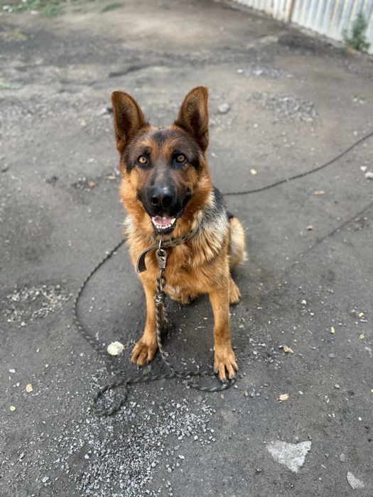 Вязка, кобель немецкая овчарка