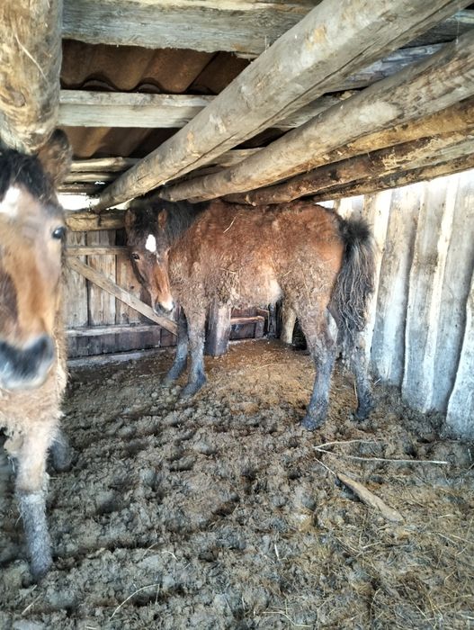 Продам жеребят девочки