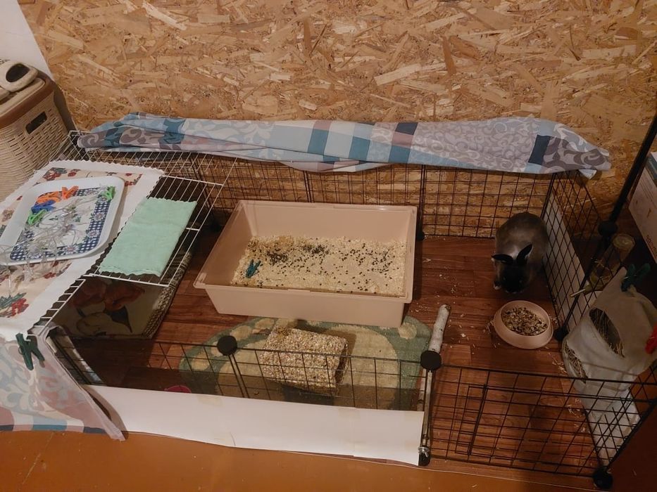 Продам декоративного кролика