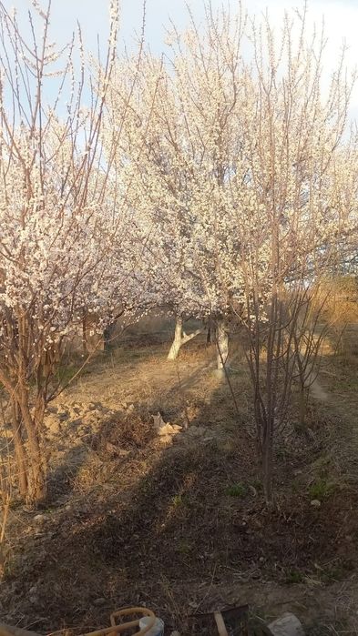 Дача 12 соток Арзан бағада.