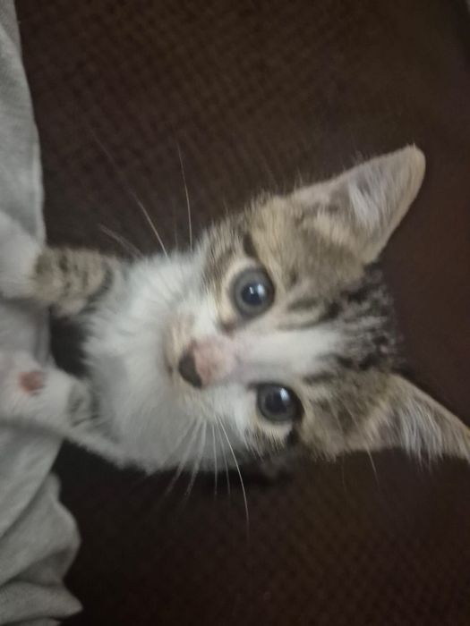 Отдам в хорошие руки котенка