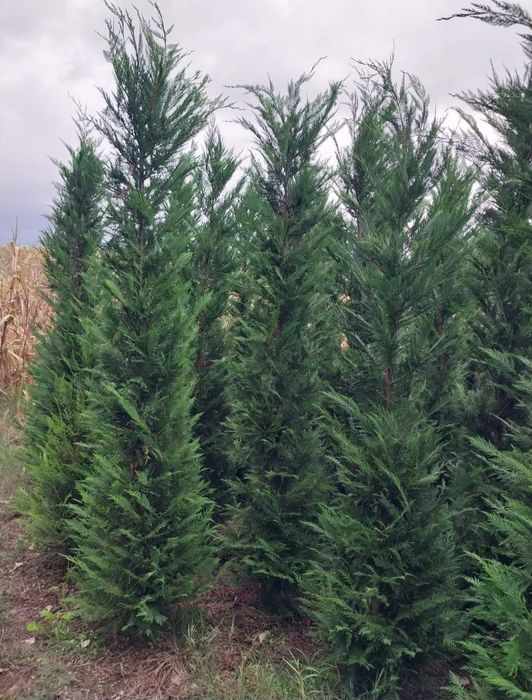 Leylandii Plante ornamentale