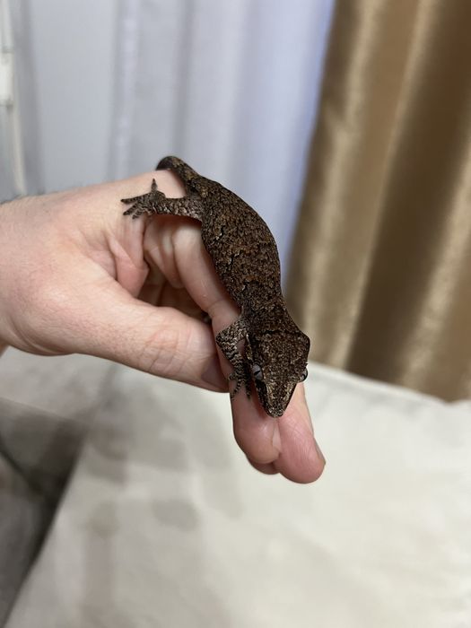Soparla Chahoua gecko mainland si gargoyle gecko