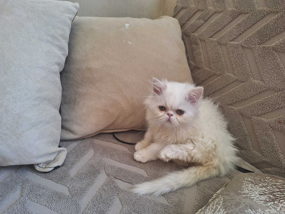 Персийски котенца