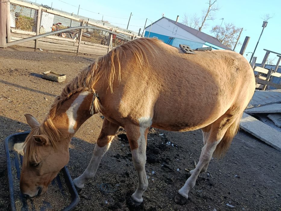 Продам пегова жеребчика