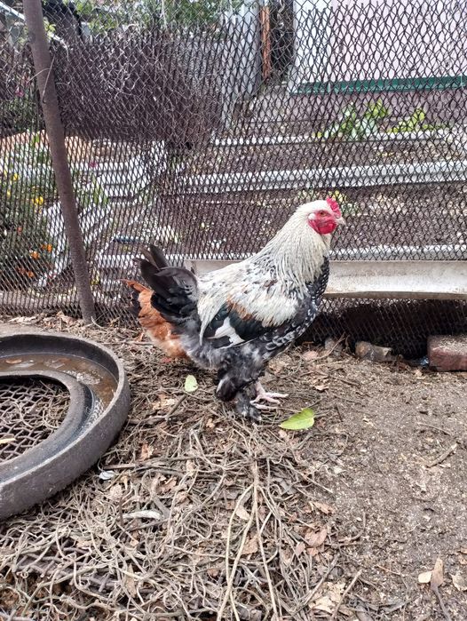 Продам петухов домашних