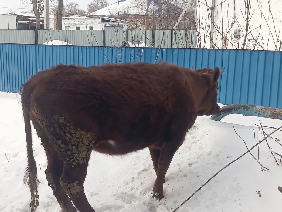 Продам телку 2 годовалую