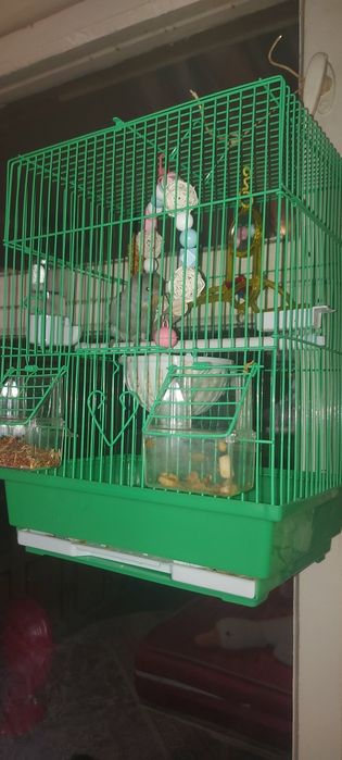 Продаётся малыш попугай