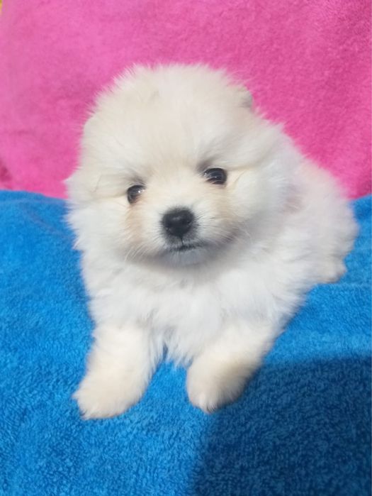 Щенки померанского шпица!!!