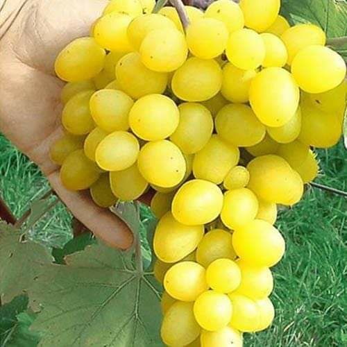 Vita altoita  la pretul 7 lei bucata