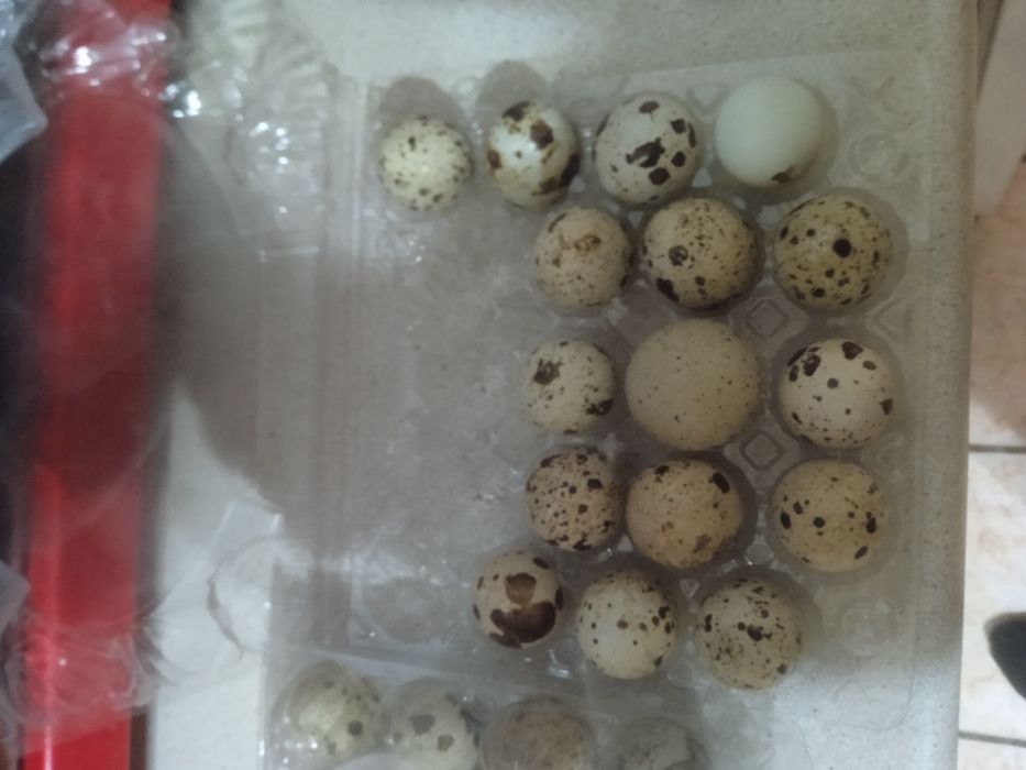 Перепелинный яйцо