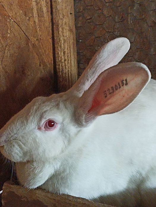 Vand sau schimb iepuri hycole francez