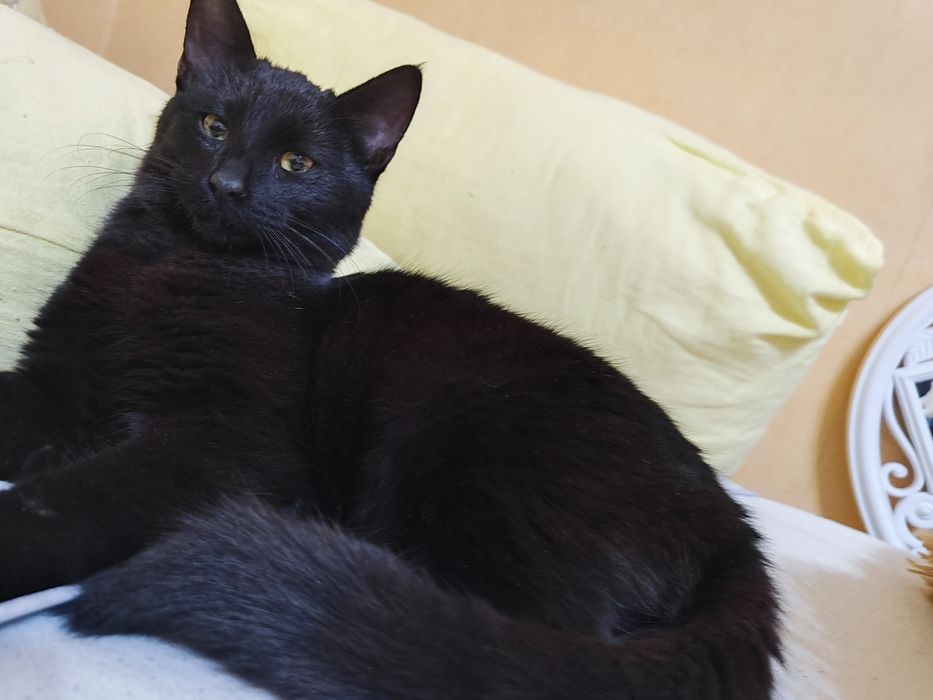 Черно бебе коте. Бамбйска котка