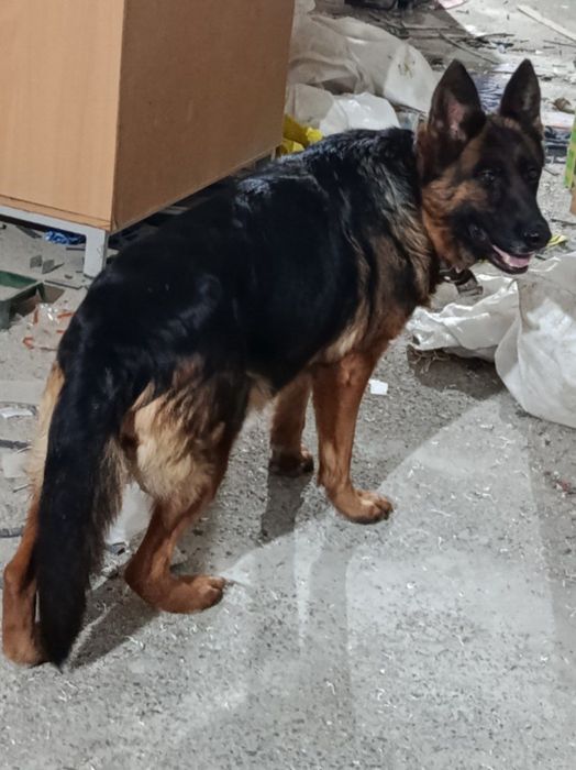 Немецкая овчарка