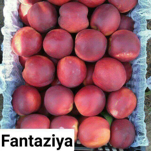 Shaftol kuchatlar bor