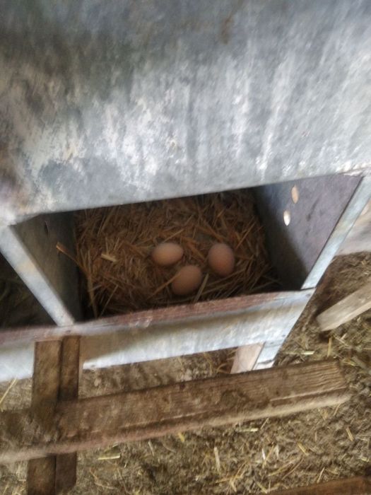 Xonaki tovuqlar (Tuxum tug'adigan)