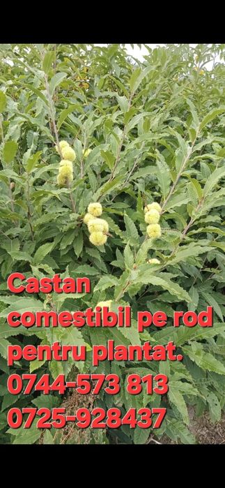 Nuci Chandler;Pesceanschi;Aluni.Visin.Castan.Paulownia.Plantare>RO