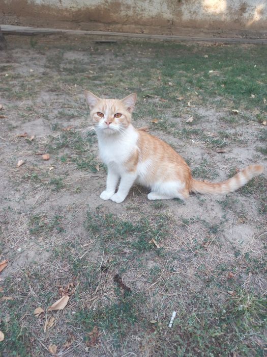 Отдам только хорошие руки кот персидский хороший