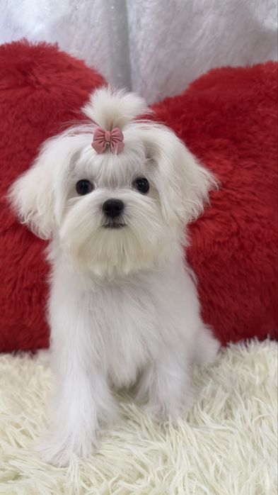 Мини малышка мальтезе беби фейс