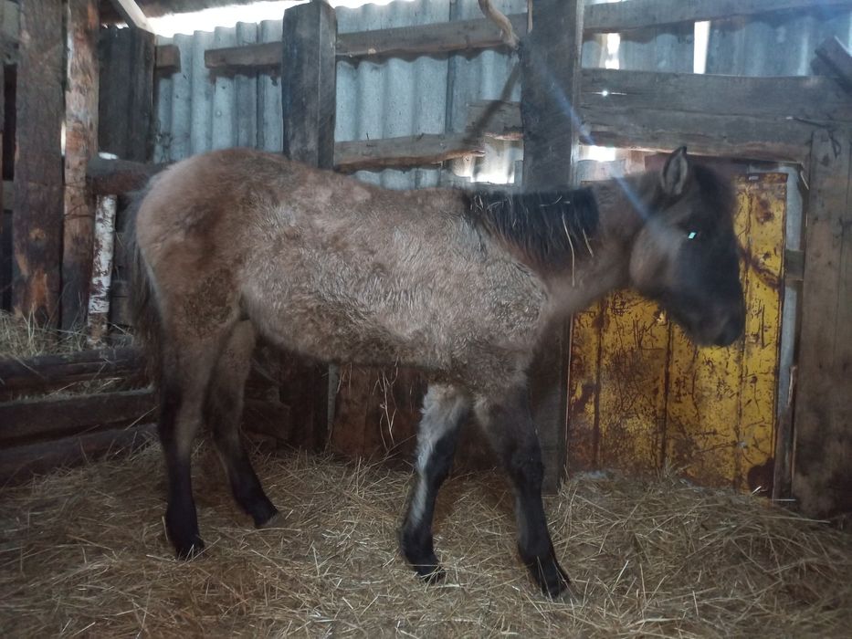 Продам жабагы 9 месяцев