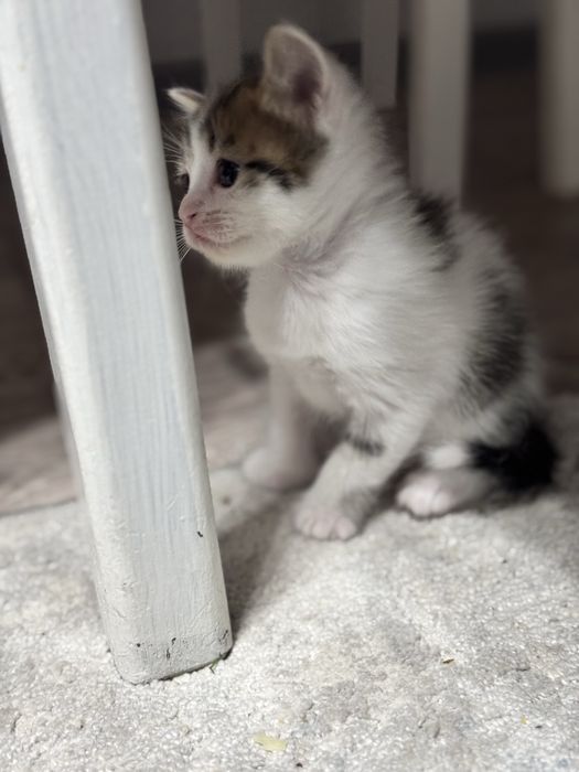 Отдам котят в добрые руки