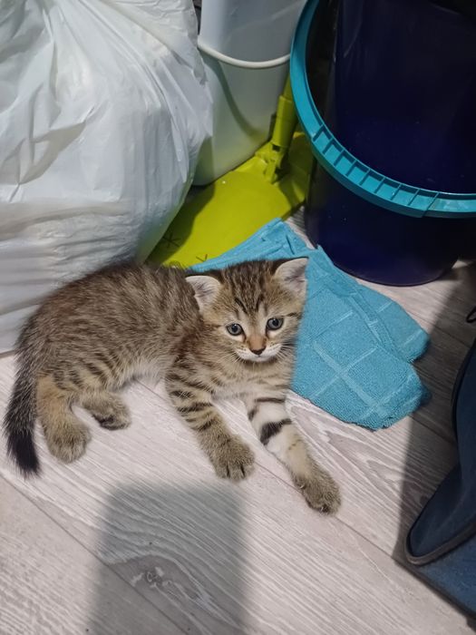 Продам котёнок вислоухий
