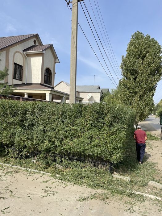 Обрезка деревье. Тал, ағаш кесу. Вывоз .