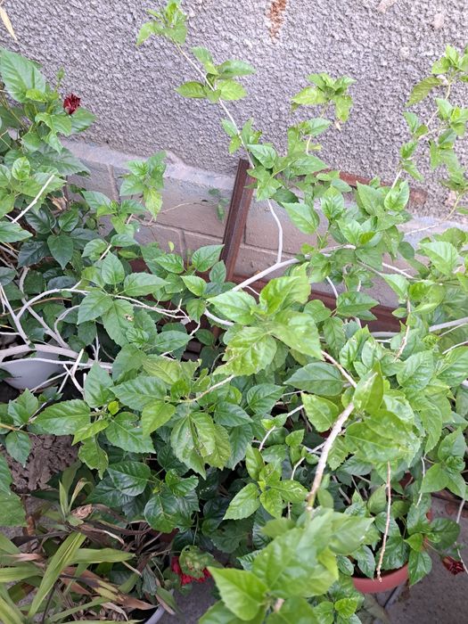 Китайская роза ( гибискус ) 2 шт.