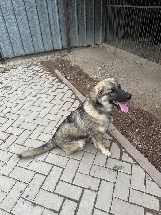 Отдам даром щенка 6 месяцев
