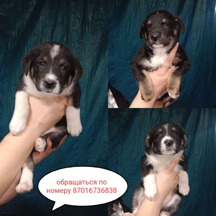 Щенки    милашки