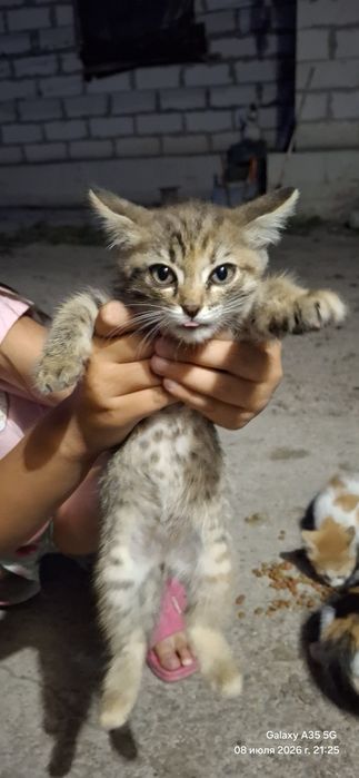 Отдадим котят бесплатно