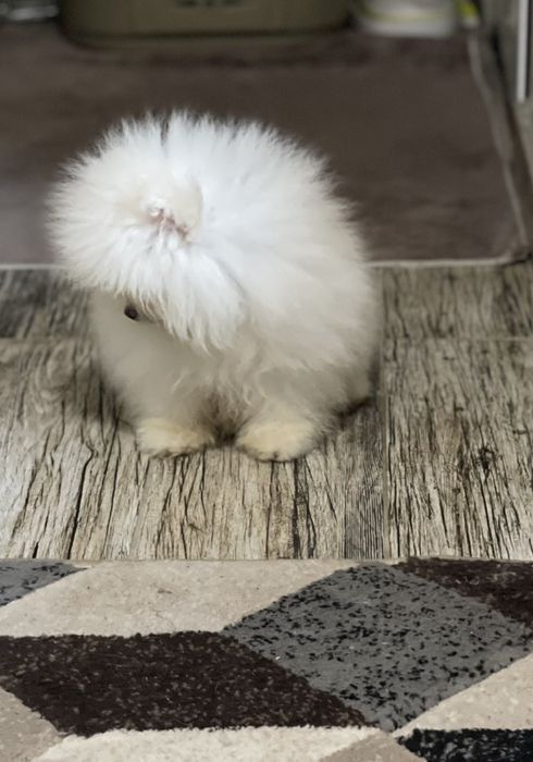 поеран мини