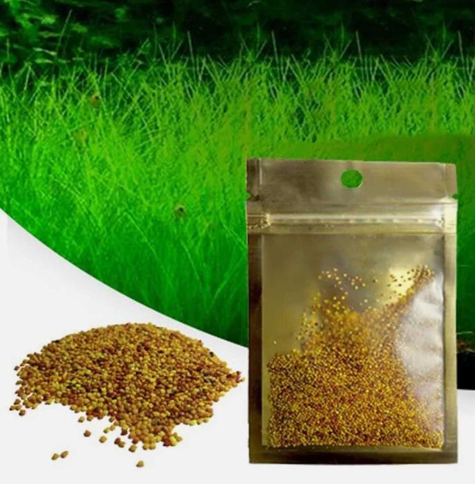 Gazon acvariu semințe