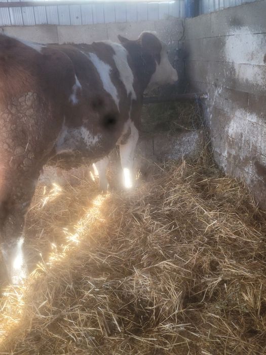 Vând vaca gestanta cu belgian