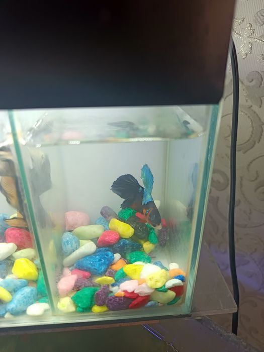 4 dona Betta, Petushok (Siyam jangchi) + Bo‘lingan akvarium | Tayyor t