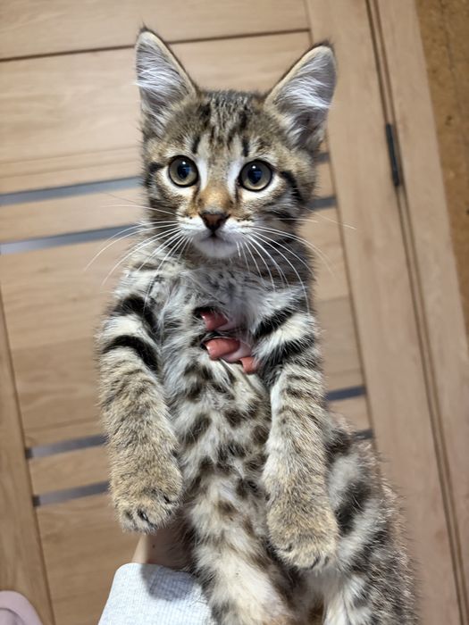 Отдам котят в хорошие руки