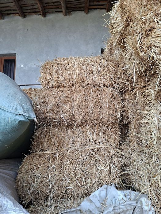 Samon priz sotiladi 20 mingdan