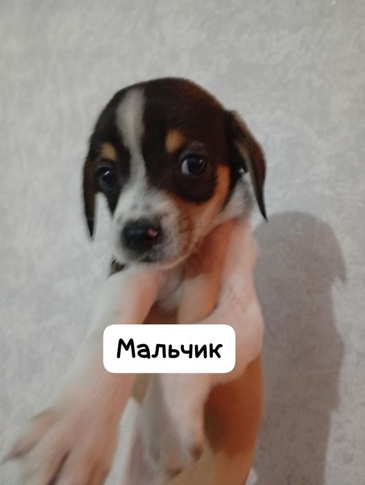 ЛЮДИ ДОБРЫЕ помогите