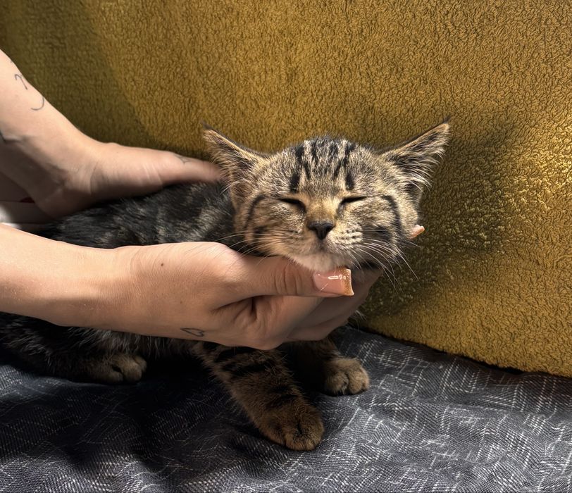 Котенок в хорошие руки!