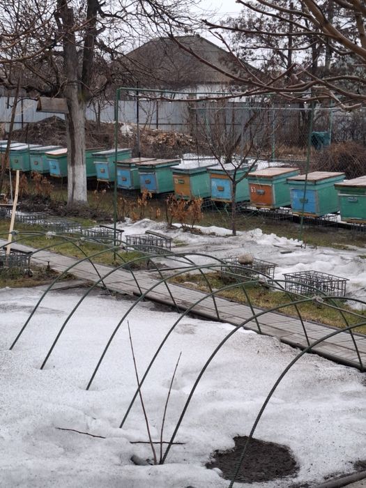 Продам пчел, пчелосемьи