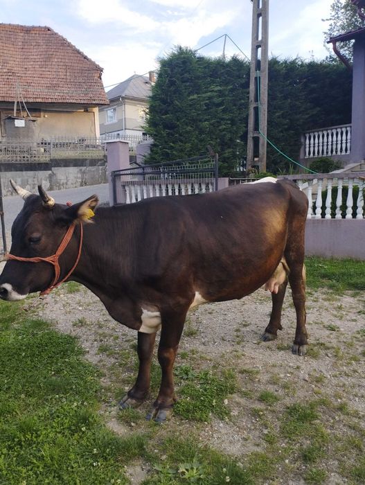 Vand vacă de patru ani cu lapte foarte blândă și gestantă în patru luni prețul este de 6600 lei negociabil