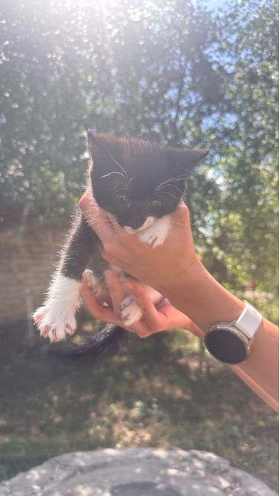 Сиямские котята