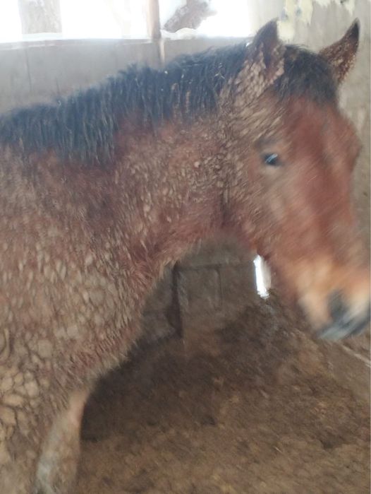 Продам жеребчеков Алтайской породы