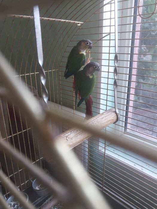 Рабочая пара попугаев.