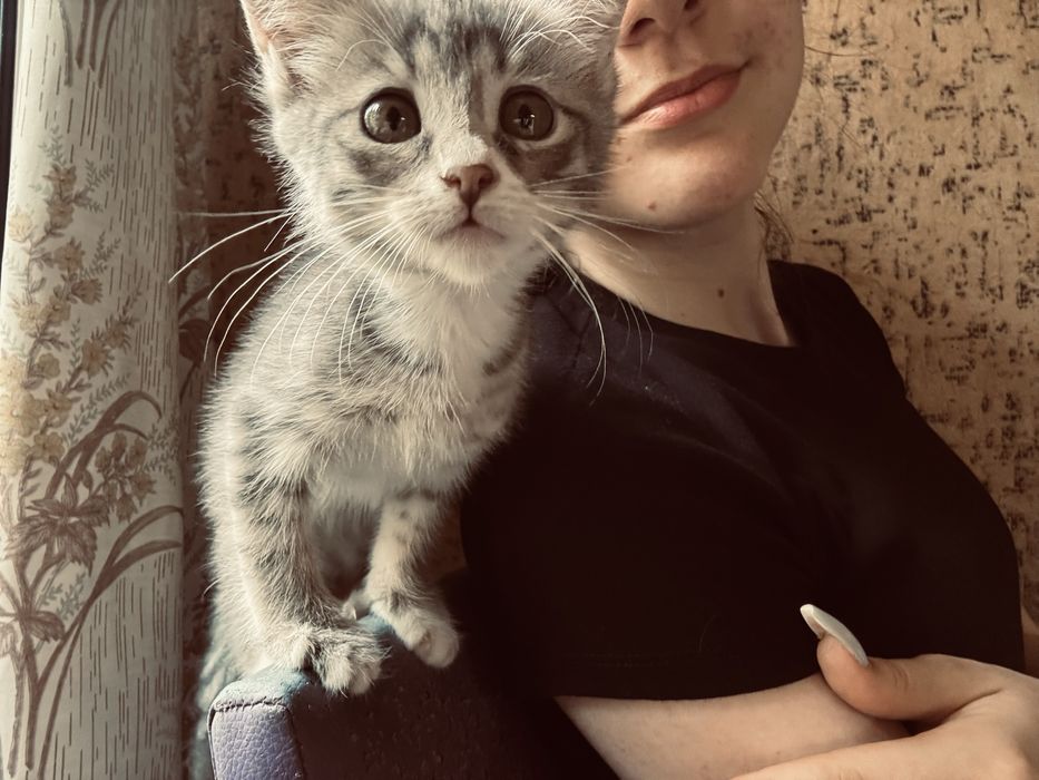 Котенок в добрые руки