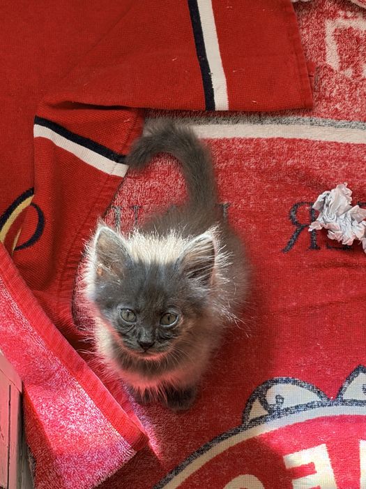 Котята ищут дом и родителей
