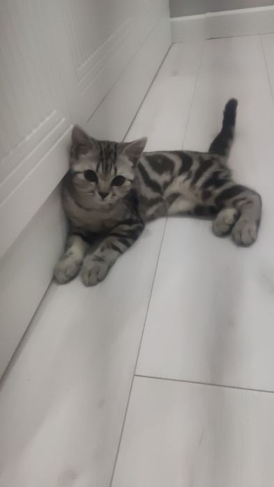 Котенк продам  за 20 тыс тенге