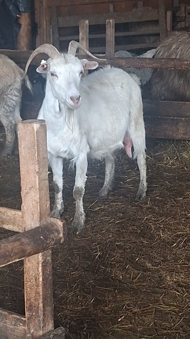 Capre sannen si alpin francez